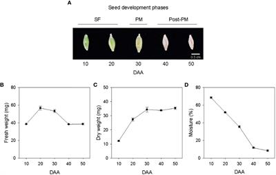 Temporal and spatial transcriptional regulation of phytohormone metabolism during seed development in barley (Hordeum vulgare L.)